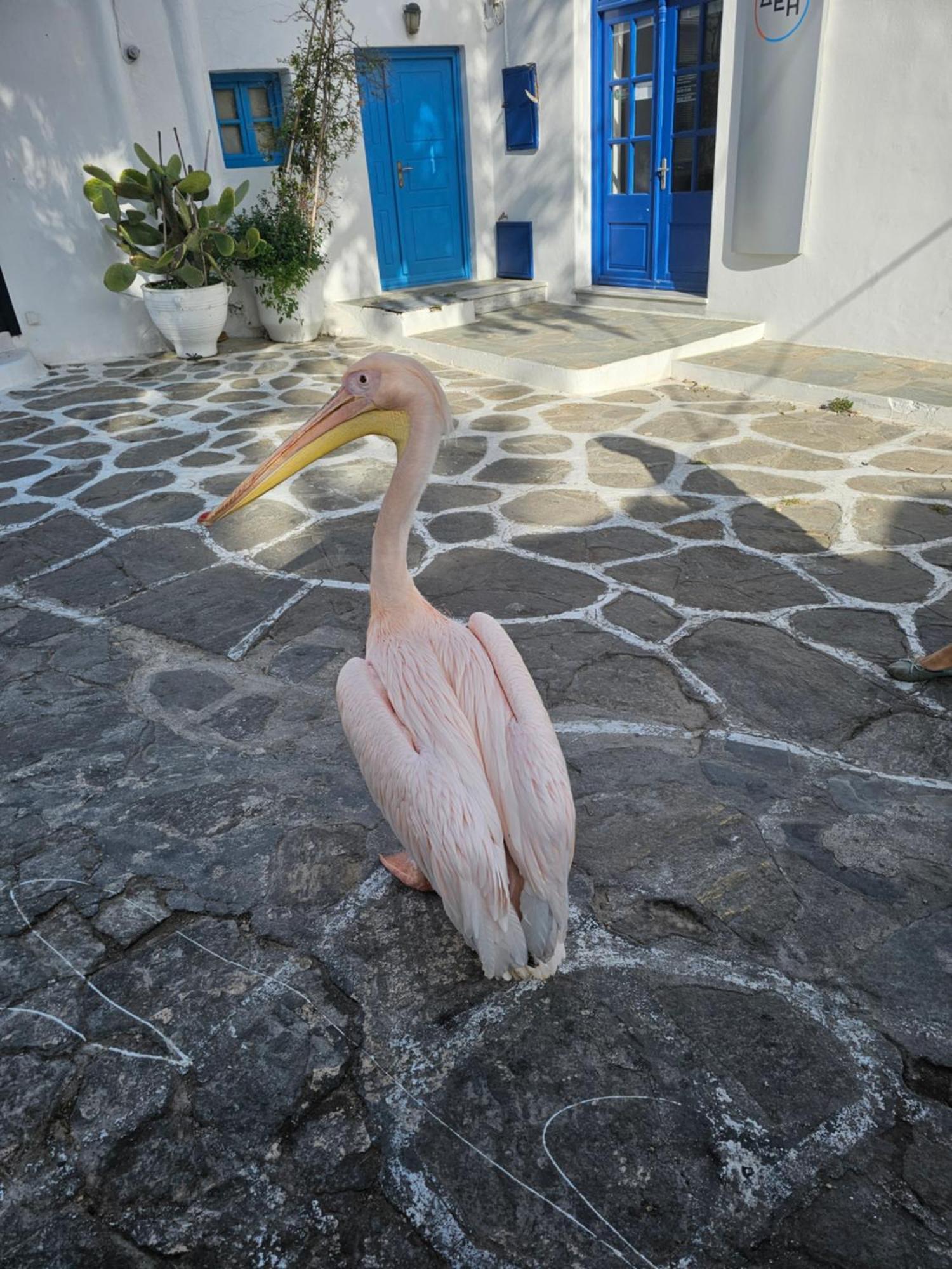 Lalaland Daire Mykonos Town Dış mekan fotoğraf